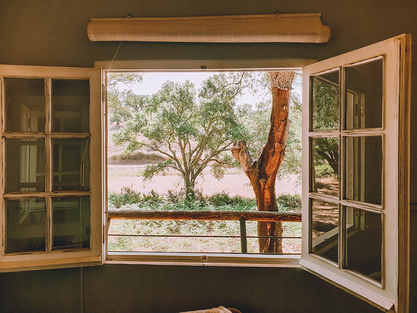Safari im Fenster
